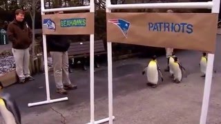 Приколы про животных 2015 Приколы про животных 2015