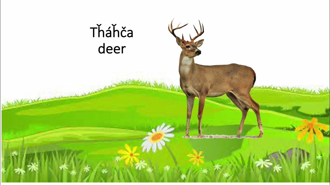 how to describe animals with horns YouTube