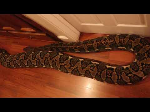 Python Out In Hallway - YouTube
