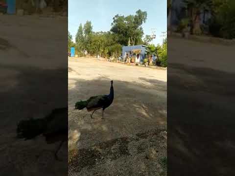 حالة طاووس عندما سمع صوت انتاه Shorts 