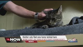 Boone County Jail pairs 'Cuffs and Collars,' using cats to help inmates