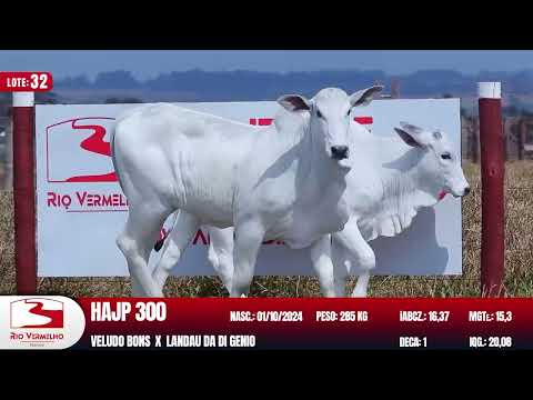 LOTE 32   HAJP 303 HAJP 300