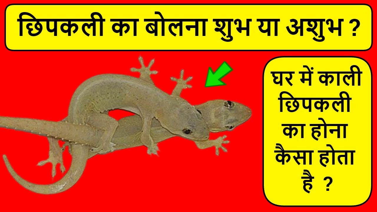 ghar me chipkali ka bolna kaisa hota hai घर में छिपकली का बोलना शुभ