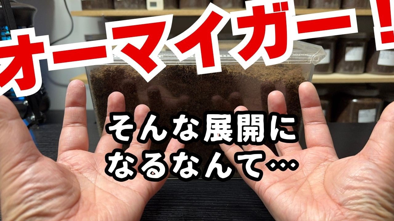 モンタネルスホソアカクワガタの産卵に挑戦した結果…
