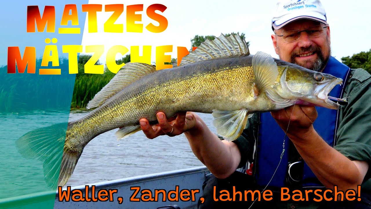 Matzes Mätzchen - Waller, Zander, lahme Barsche - 08-2025