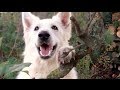 Incredible dog tricks by Aminah the White Swiss Shepherd