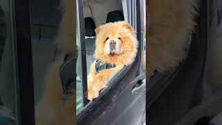 Cool Chow chow in black car😎😎😎