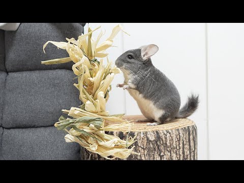 Chiichannel - YouTube