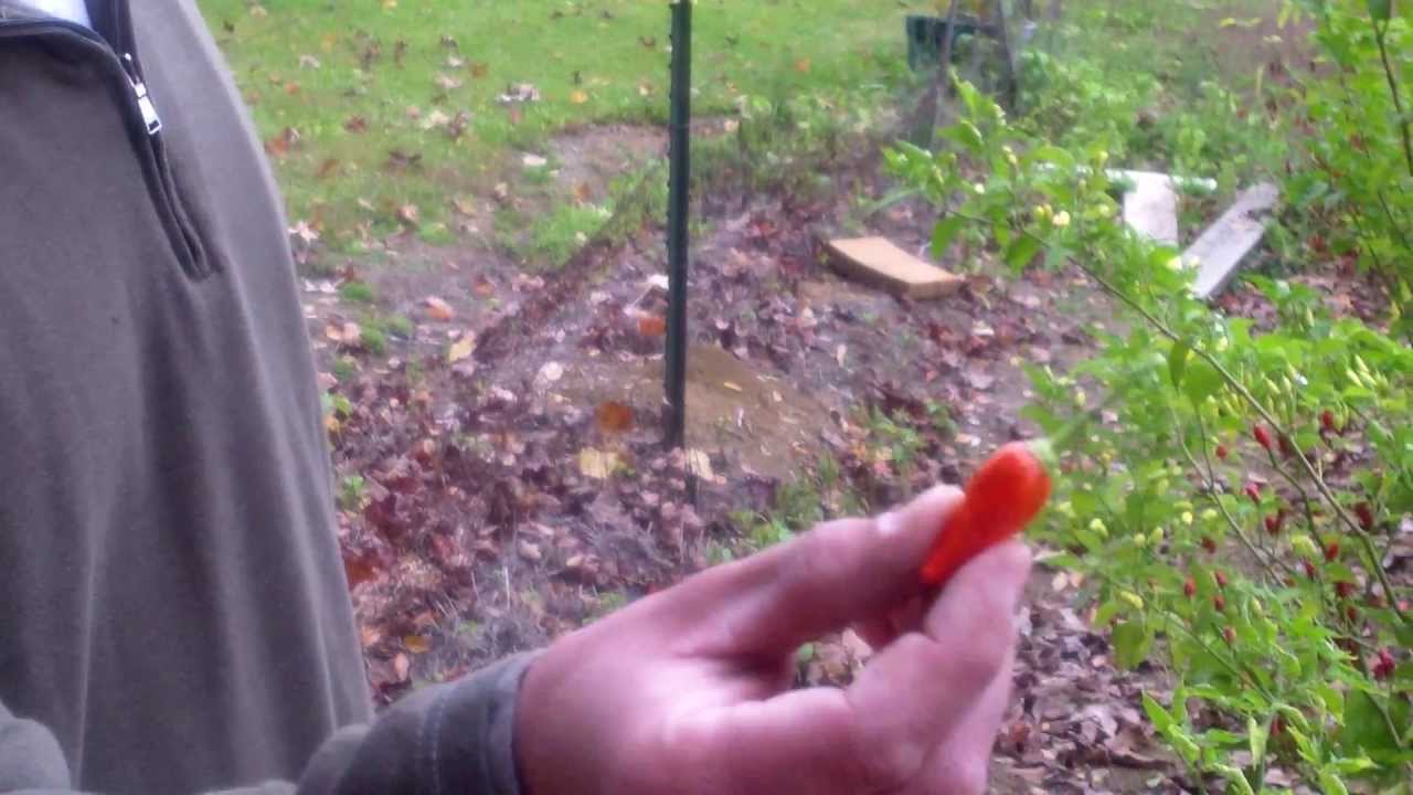 Hybrid Pepper Documentary Part 3 (Tabasco x Habanero) x self YouTube