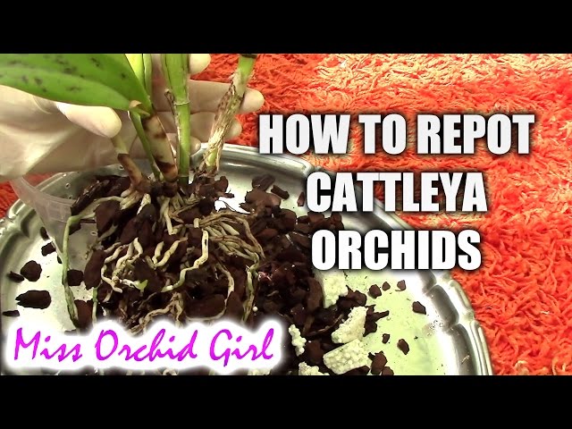 How to repot a Cattleya orchid class=