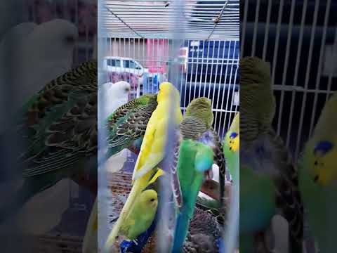 طيور جميلة ملونة