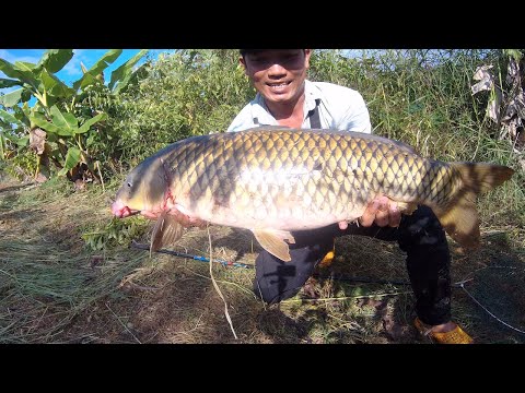 Video Câu lăng xê cá chép khủng hơn 7kg - Chép cụ SIÊU KHỎE... - youtube