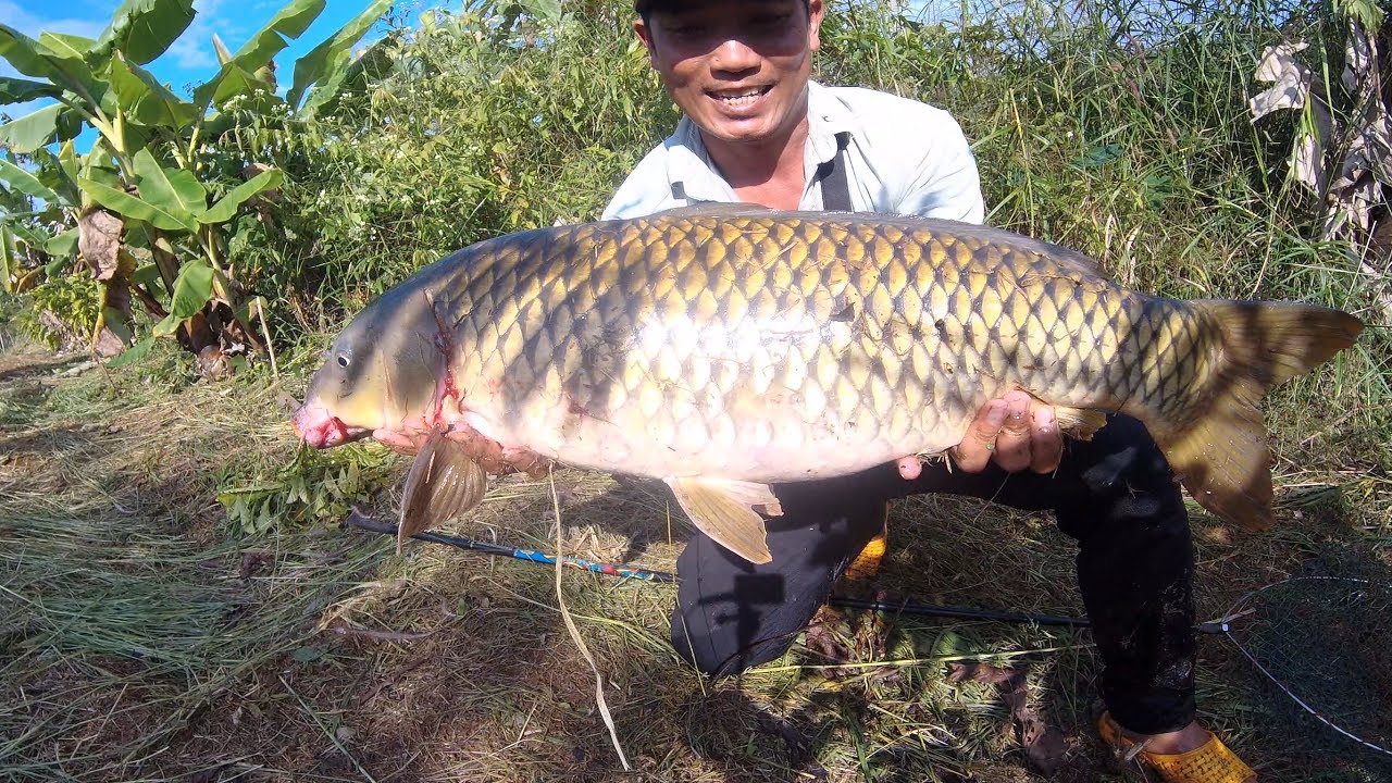 Câu lăng xê cá chép khủng hơn 7kg - Chép cụ SIÊU KHỎE nhìn max phê | 27-11-2022