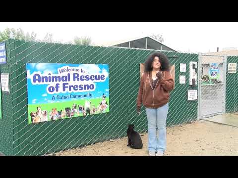 Spca Fresno Dogs