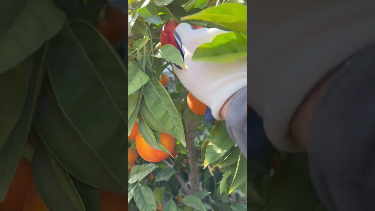 Moro Blood Oranges 🍊 