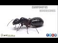 Video: Regina Camponotus herculeanus (Formica Gigante)