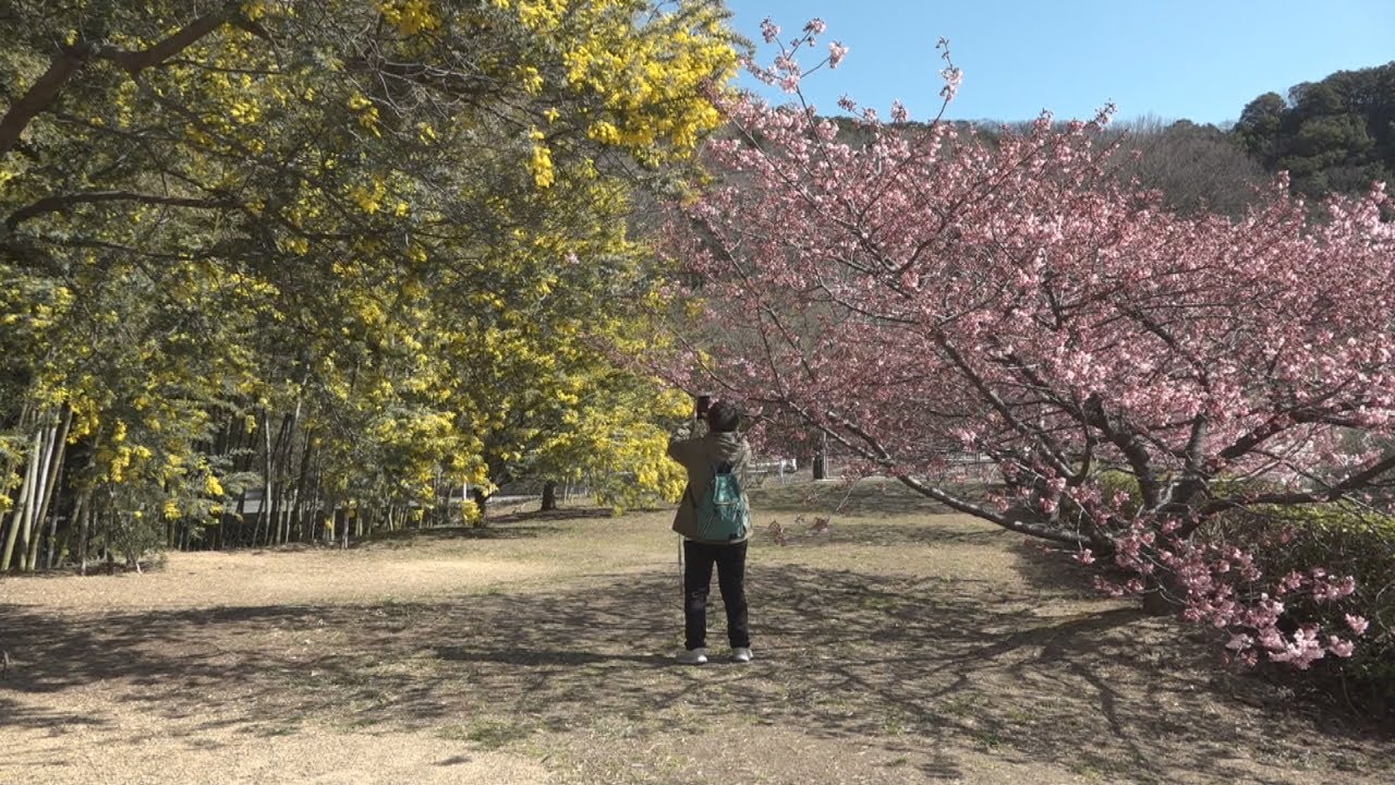 早春の花の競演 小豆島でミモザと河津桜が見頃 香川 | KSBニュース