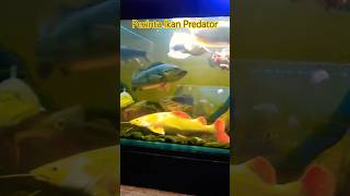 Ikan RTC Phantom