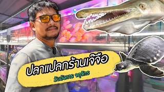 อัพเดตปลาแปลกร้านเจ๊จือ จตุจักร