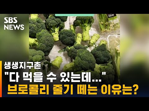 #Shorts &amp;quot;다 먹을 수 있는데…&amp;quot; <strong>브로콜리</strong> <strong>줄기</strong> 떼는 얌체 손님들 / SBS / 생생지구촌