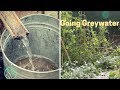 Going Greywater: How to Use BioRemediating Plants to Increase Garden Water