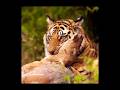 Royal Bengal Tiger: The Majestic Predator of the Jungle #royalbengaltiger#bengaltiger#tiger#shorts