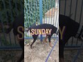 K-9 Behavior Services Dog Boot Camp Los Angeles 7/30/17 K-9 Behavior Services Dog Boot Camp Los Angeles 7/30/17