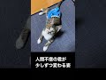 お誕生日おめでとう。お互い変われたかもしれないね。#保護猫 #捨て猫 #shorts