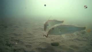 Рыбалка с Пирса, Чёрное Море, Адлер, Глубина 2,2м. Ловля БАРАБУЛЬКИ на поплавок. Подводная съёмка.