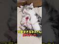 絶対いやされる猫映像#猫 #猫のいる暮らし #猫動画 #ねこ #可愛い #かわいい #可愛すぎる #2ch #癒し #ペット #動物 #2ch #shorts