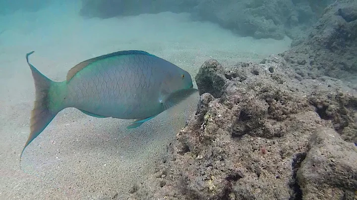 Hanauma Bay- Lochie #1
