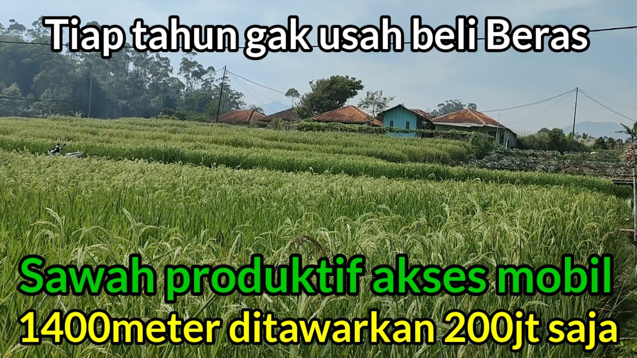 sawah produktif‼️1400meter akses mobil murah saja 145ribu / meter