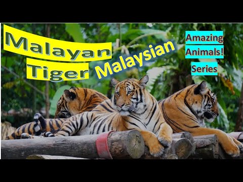 Video: Malayan tiger: description, photo