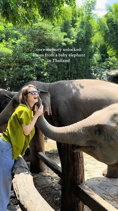 When You’re the Elephant’s Favorite Toy 😭 #funny #animallife #animals #elephants #foryou #shorts