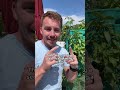Garden tips DIY 1001 #viral #herbs #gardening #plants #raisedbeds #garden #gardeningtips