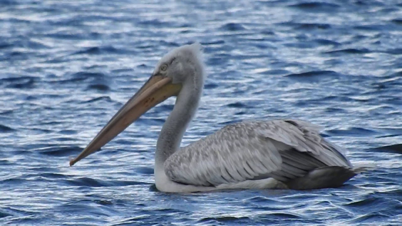 Dalmatian Pelican/Kroeskoppelikaan, Friesland, The Netherlands, 04-09