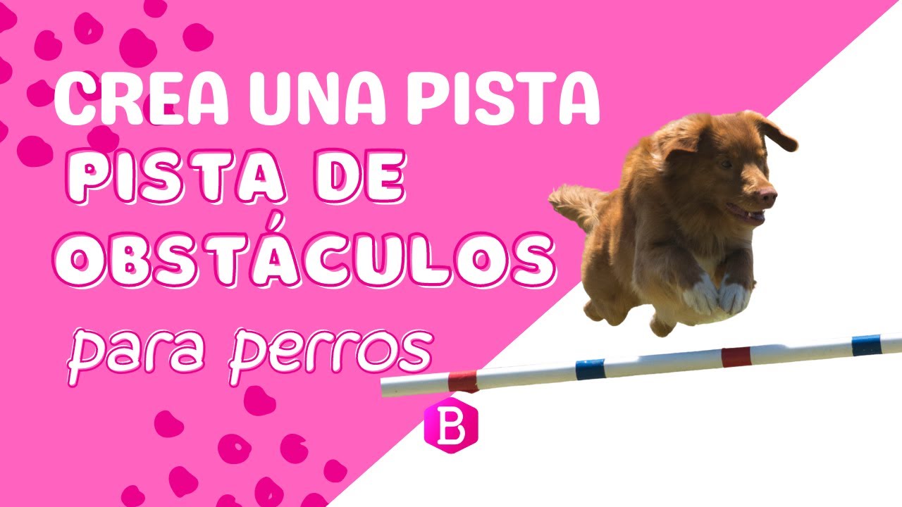 Crea una PISTA de OBSTACULOS para PERROS 🐶 - YouTube