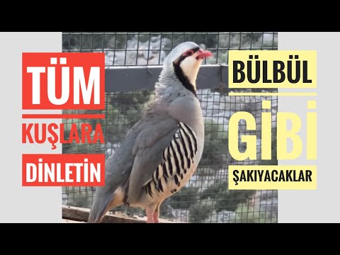 Keklik sesi 🐧 (Bu videoyu tüm kuşlara dinletin)