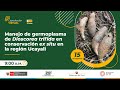 Manejo de Germoplasma de Dioscorea trifida en conservación Ex Situ en la Región Ucayali