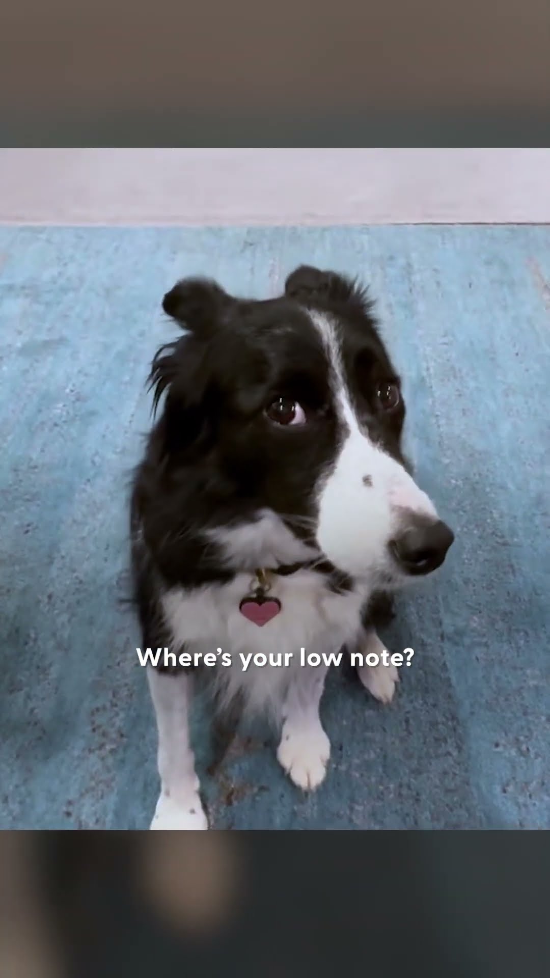 This Border Collie Has Perfect Pitch | The Dodo