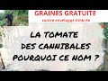 La tomate des cannibales une curiosite au potager