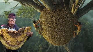 THE DANGEROUS LIFE OF THE COLLECTORS OF THE WORLD’S RAREST HONEY – TUALANG HONEY