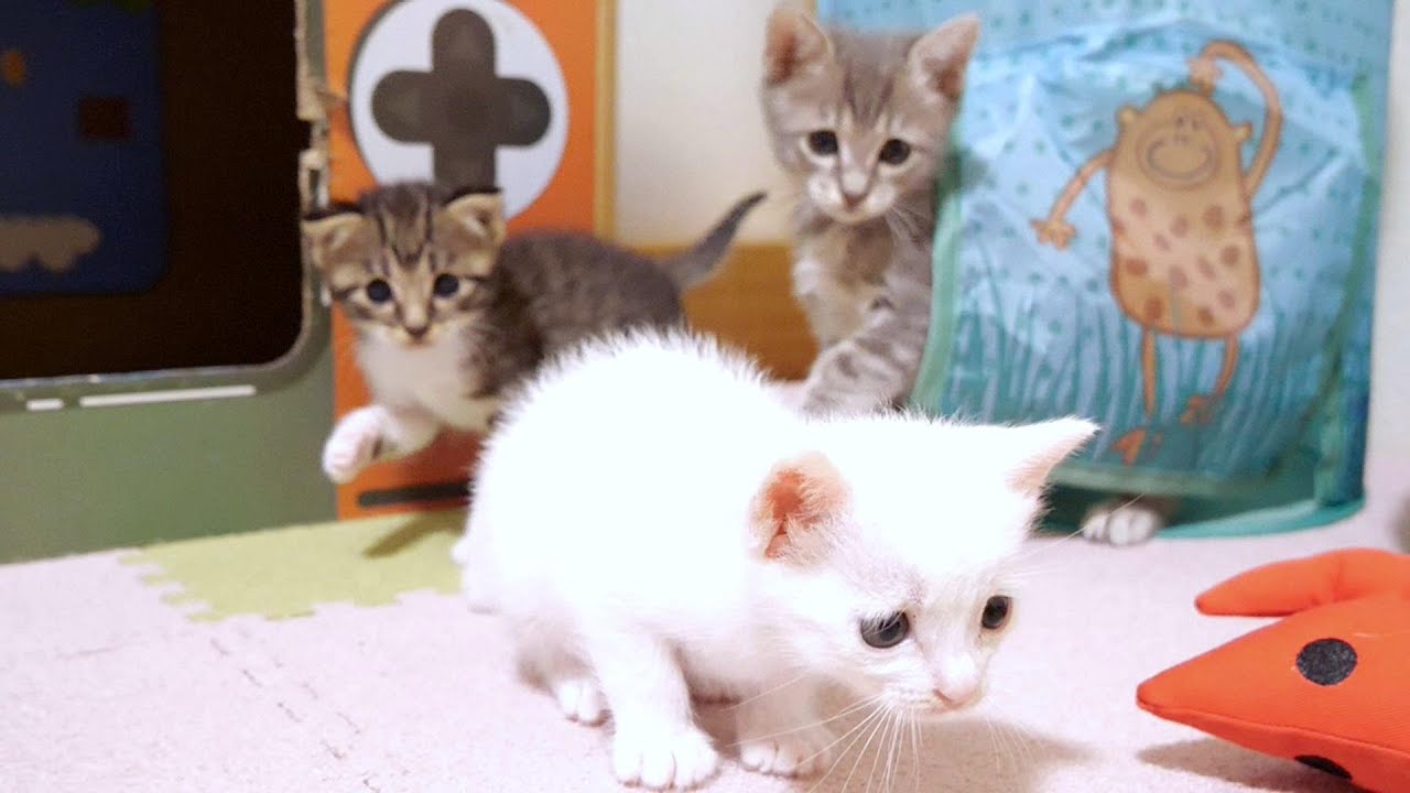 スイカからちょこん♡白ねこちゃん maxresdefault.jpg
