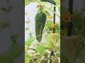 Beautiful Cucumber growing in Container | Home Gardening | Organic Gardening .