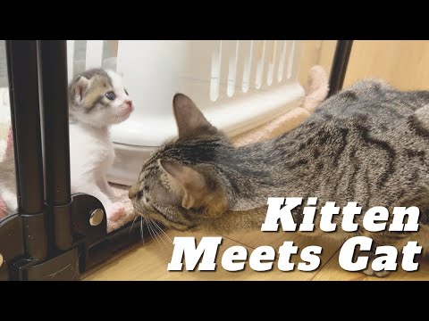 Βίντεο: 18 Cute Pet Butts πρέπει να δείτε πριν πεθάνει