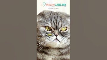 🐱𝐔𝐧𝐝𝐞𝐫𝐬𝐭𝐚𝐧𝐝𝐢𝐧𝐠 𝐘𝐨𝐮𝐫 𝐂𝐚𝐭’𝐬 𝐁𝐨𝐝𝐲 𝐋𝐚𝐧𝐠𝐮𝐚𝐠𝐞