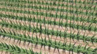 Hop Field - Partial Video Scan