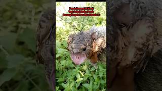 Burung Paruh Katak Cabak |kholiqperkutut