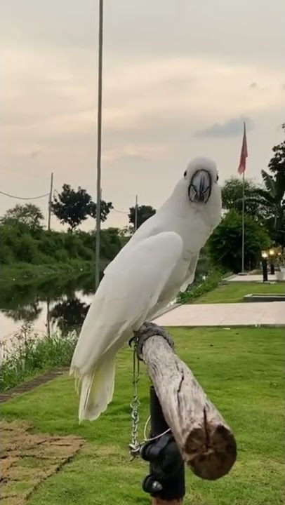 burung kakak tua ucapkan selamat pagi tuan . #shorts