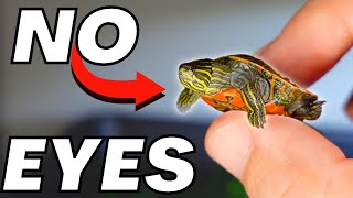 I Rescued A Baby Turtle With No Eyes